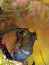 Crested Blenny (Parablennius lacticlavius)<><><><>Canon G... by Brian Mayes 